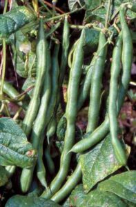 Gardening Resources Image
